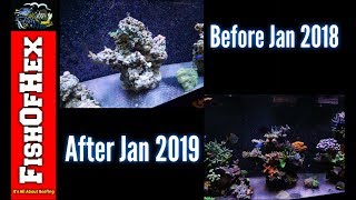 One Year Update On The 300 Gallon Reef Tank | Before & After