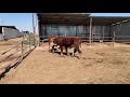 Cow series that don't like bulls 2