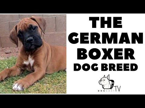 Everything you need to know - GERMAN BOXER Dog Breed - DogCastTV!