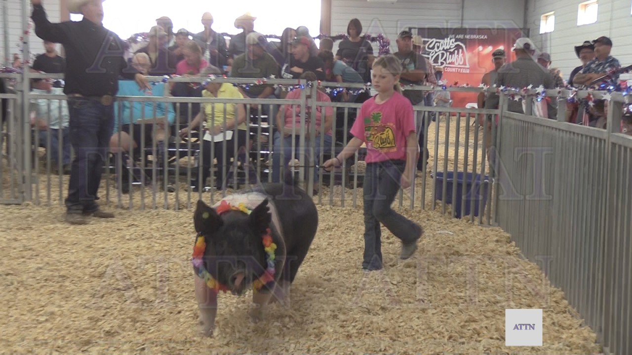 Junior Livestock Auction Held at 2025 Scotts Bluff County Fair