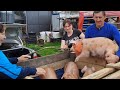 //Акция🐖🐖за ценой одной,они уехали на мою родину,гости-покупатели-земляки//Поросячий цырк 2//