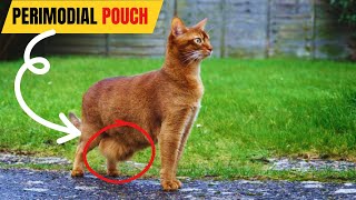 PRIMORDIAL POUCH in CATS 🐈 Why Your Cat Has a Fat Pouch?