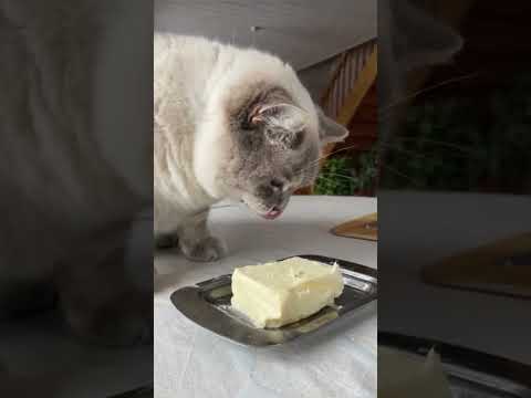 Можно ли кошке масло?😼#кошки #cats #shortsfunny