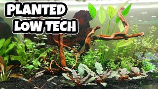 Low Tech Planted Tank (How to setup)