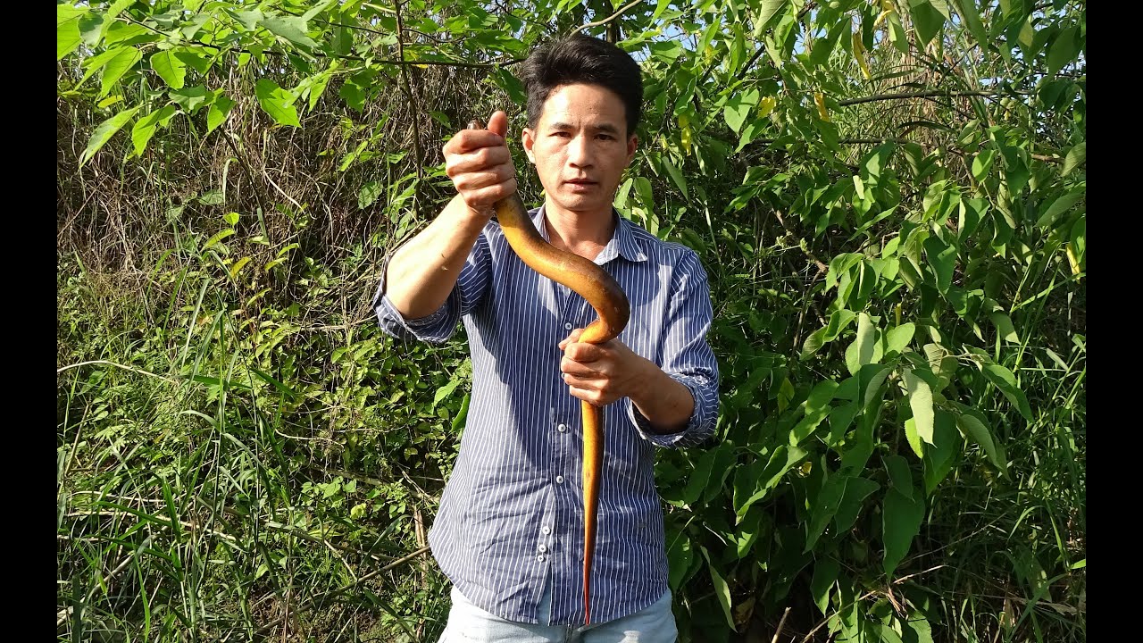 一米长的巨鳝，小莫花四天时间钓上来，太凶猛了