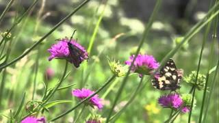 Desti & Jeet - Dmuchawce, Latawce, Wiatr