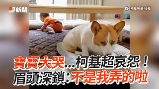 寶寶大哭...柯基超哀怨　眉頭深鎖不是我弄的啦│寵物│狗狗│Pet│