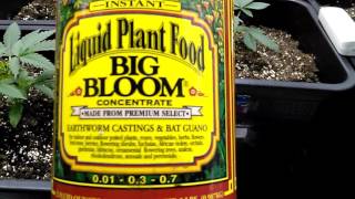 M.H.L Season 2 update on my pisho purple ,wacky widow, bubba kush, money bush and fast & vast Auto.