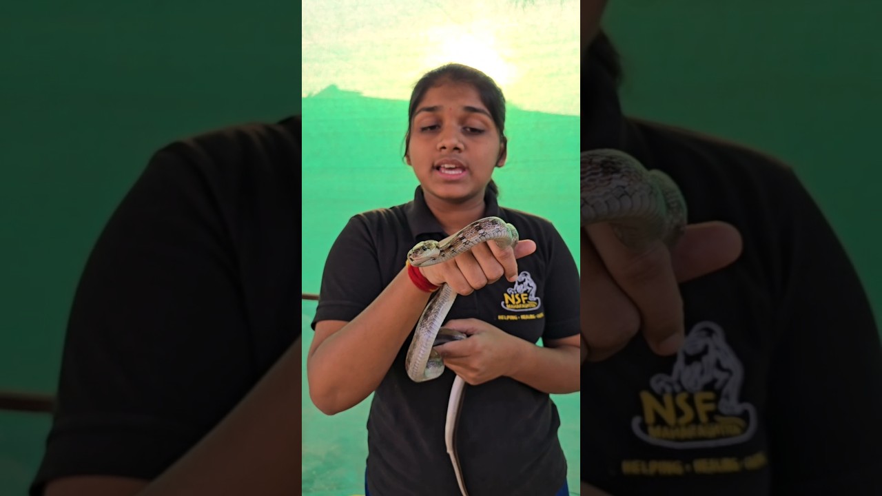 common trinket snake information