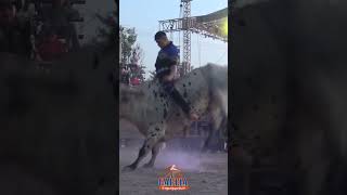 EL TORO MAS INTELIGENTE DEL JARIPEO!!!! 🔥🇺🇸 AMIGO DE MAS ARRIBA 🐂🔥