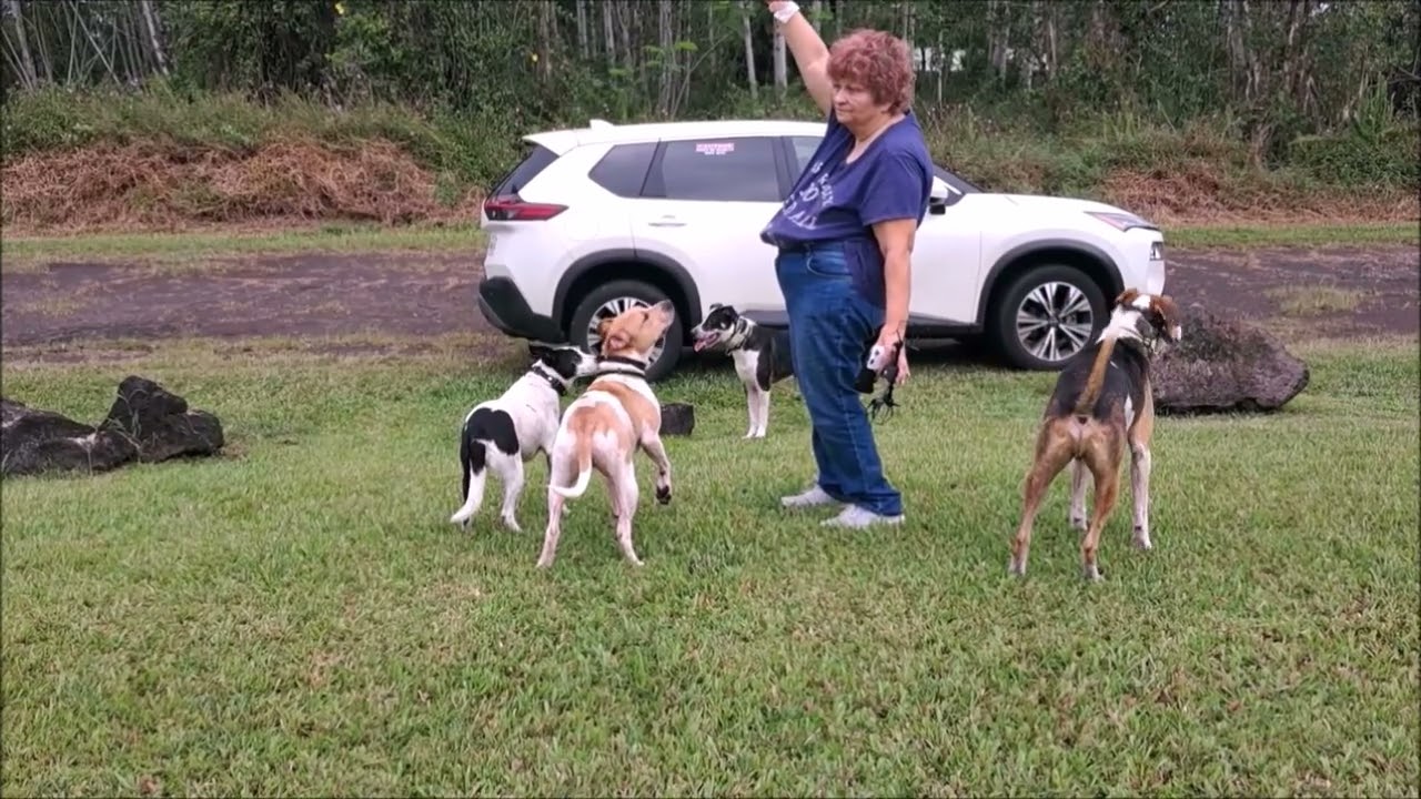 Having control over my 8 dog pack.