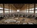 🐦 How Millions Of Partridges Are Raised Every Year 🔥 | Complete Partridge Farming Process 🌾🏭4K