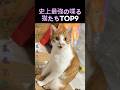史上最強の喋る猫たちTOP9