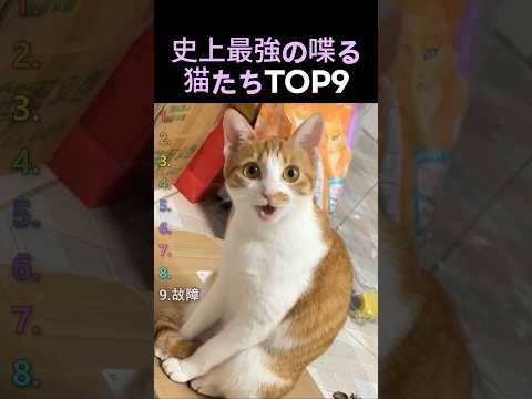 史上最強の喋る猫たちTOP9