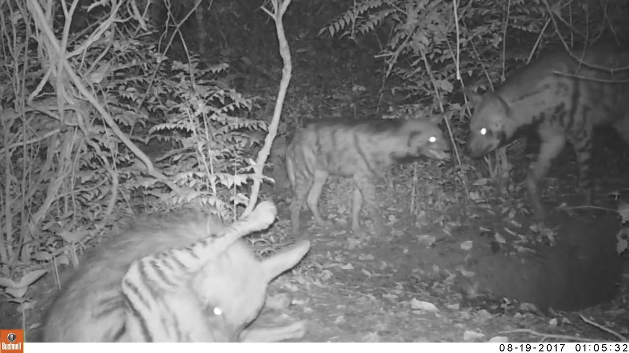 Striped Hyaena with cub captured in camera traps in Nepal.