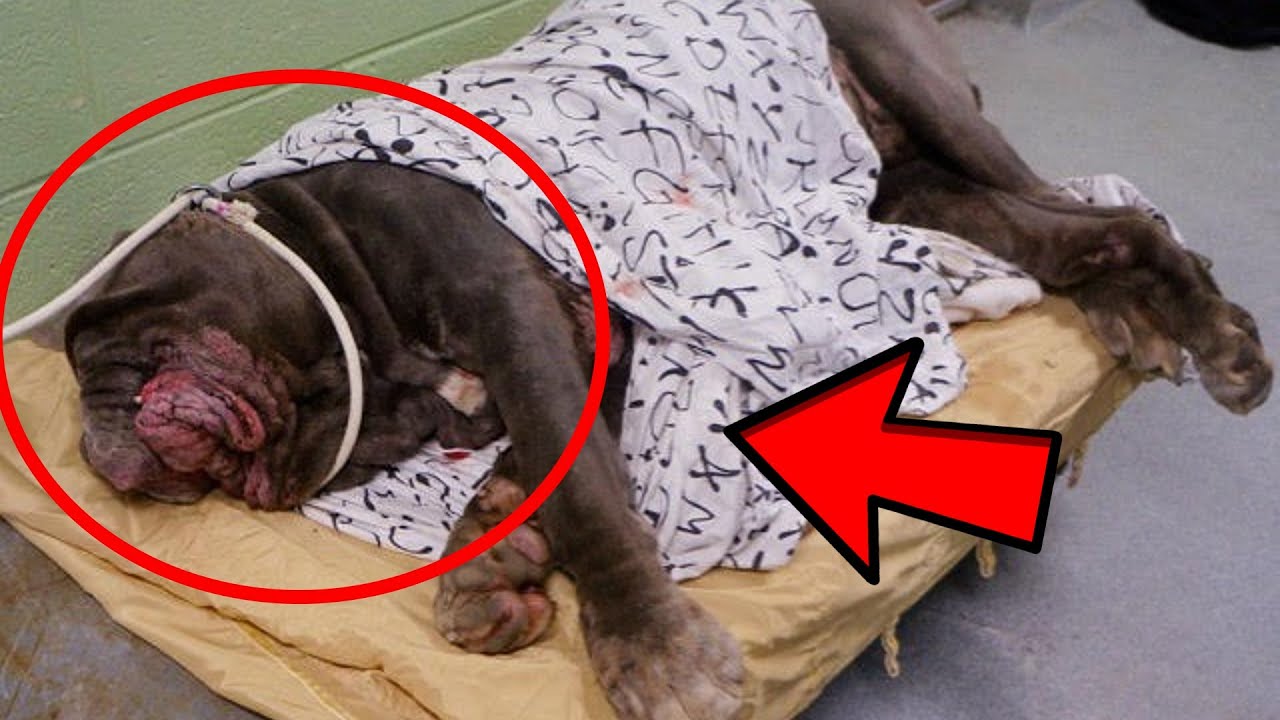 They wanted to put this big dog to sleep, because everyone was afraid