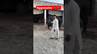 How to control the aggressive bull? 🐂🐂🐂 #trending #bull #shorts #foryou #fyp