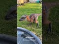 Whats the name of this animal ? #viralvideo #viral #? #wildlifeentertainment