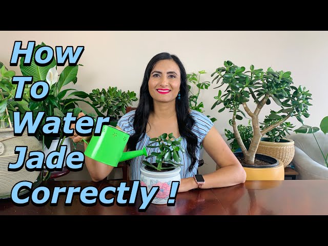 money tree plant indoor or outdoor Money Tree | Pachira Aquatica | Care Guide and Pro Tips - Delivery from  Toronto across Canada main image 1