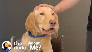 Puppy Who Eats In A High Chair Is Looking For His Forever Family | The Dodo Adopt Me!