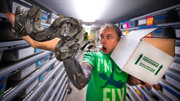 UNBOXING ANGRY BABY BOAS!!! MORE SNAKE EGGS!! | BRIAN BARCZYK