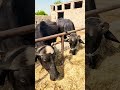 Buffalo farming, Buffalo talaab, Buffalo cartoon, bhains wala cartoon, #animals #buffalo #cows