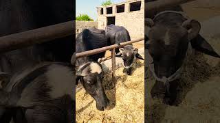 Buffalo farming, Buffalo talaab, Buffalo cartoon, bhains wala cartoon, #animals #buffalo #cows