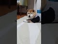 柴犬に服着せたら本気で落ち込んだ(笑)