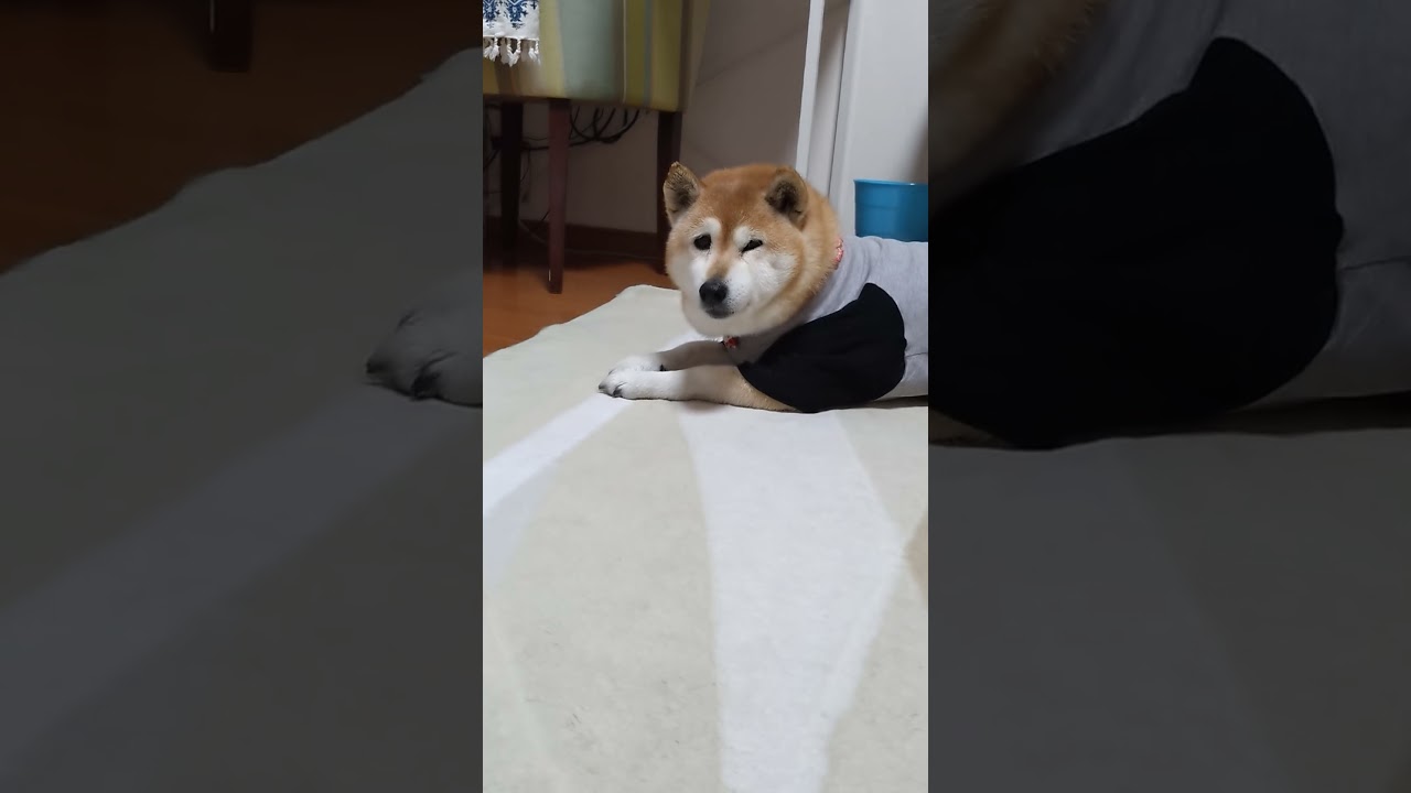 柴犬に服着せたら本気で落ち込んだ(笑)