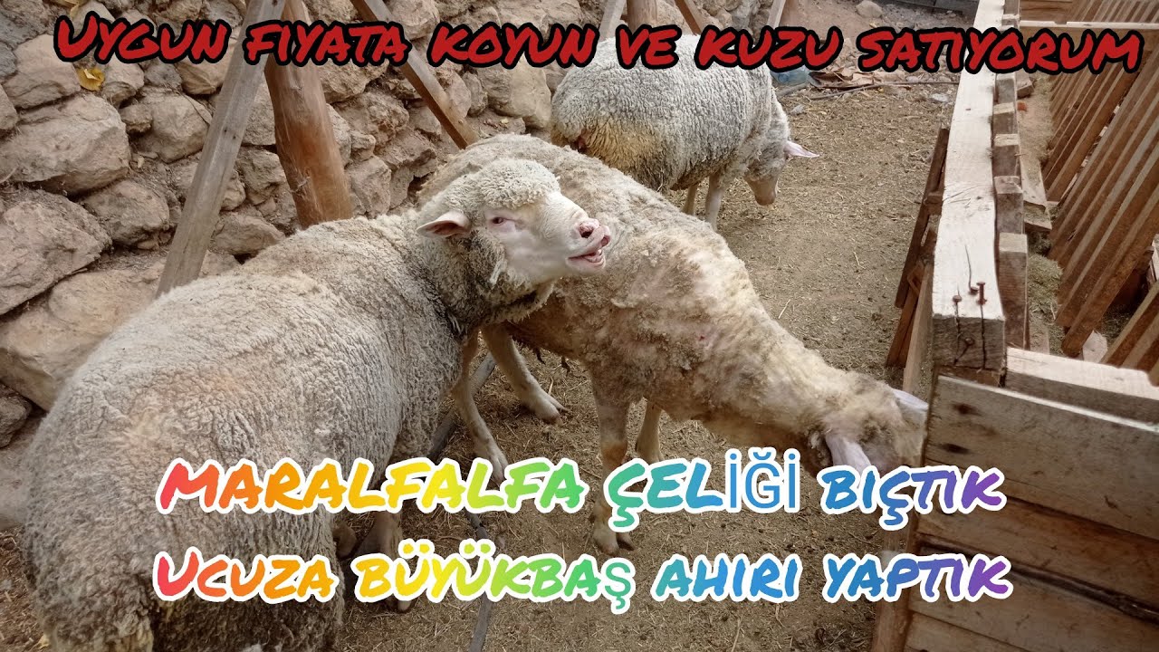 otomatik kuzu besleme yemligi nasil yapilir youtube