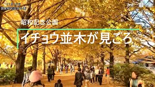 イチョウ並木が見頃　昭和記念公園
