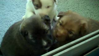 Lokasteinn Icelandic Sheepdog Puppies 3 Wk by Russ Hansen 204 views 13 years ago 1 minute, 22 seconds
