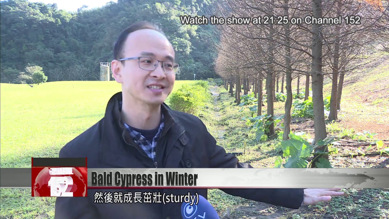 Bald cypress drops leaves at last as winter cold begins to bite in Keelung