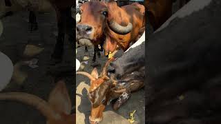 “एक रोटी से शुरू हुआ सफर…✅ अब बनाना है इनका घर 💯..