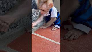 Baby Monkey Playing With Ants