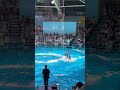 Dolphin attraction show shinagawa aqua park #dolphin #travel #japan #fish