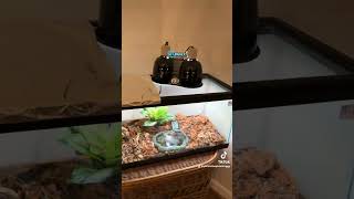 Pickle the pixie frog getting a new home 🏠