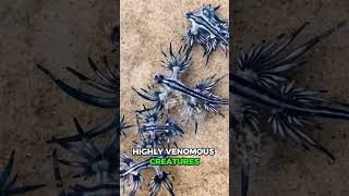 Blue Dragon Steals Portuguese Man o' War Venom #OceanMystery #Shorts #Wildlife