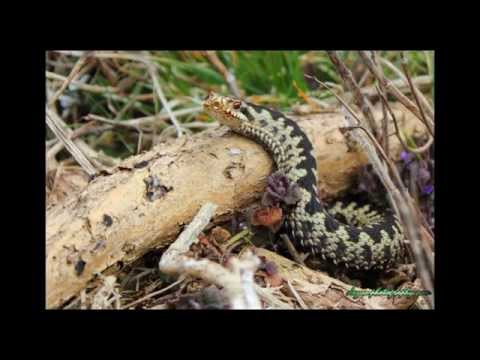 Adders @ Manorbier West Wales By Darren Harries