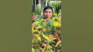 Khui seal cây mai cúc thọ hương chơi quanh năm luôn nha #phuchoimaisuy #garden #trongcay #maivang