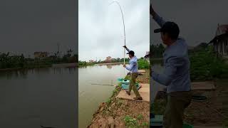Câu chép | Phú Hải Fishing fishing  caucagiaitri  fish  cauca