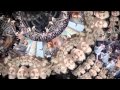 BONOBO "CIRRUS"
