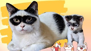 Смішні коти 🐈  Самые смешные животные  🐈 DFC 8 🐈😻😻😻😻