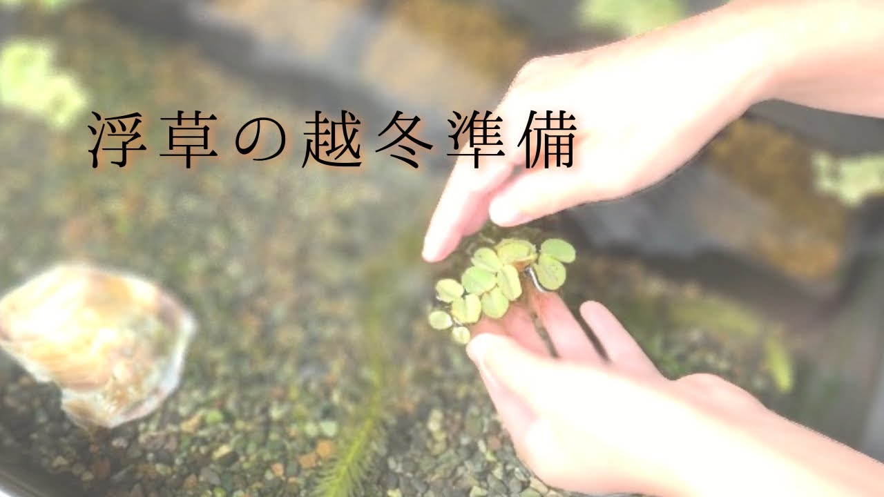 メダカ水槽 越冬できない浮草を越冬させるために - YouTube