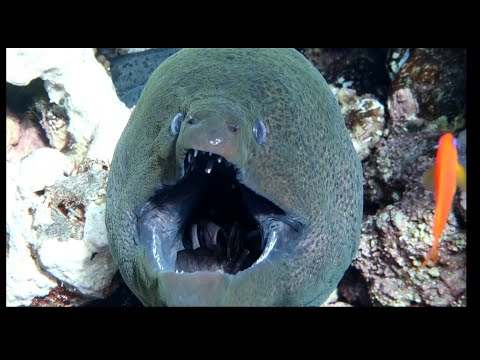 Moray Eel's second jaw