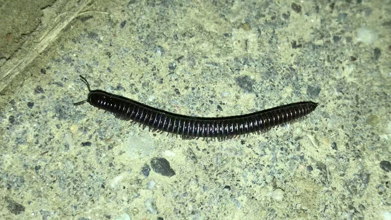 Ommatoiulus moreleti