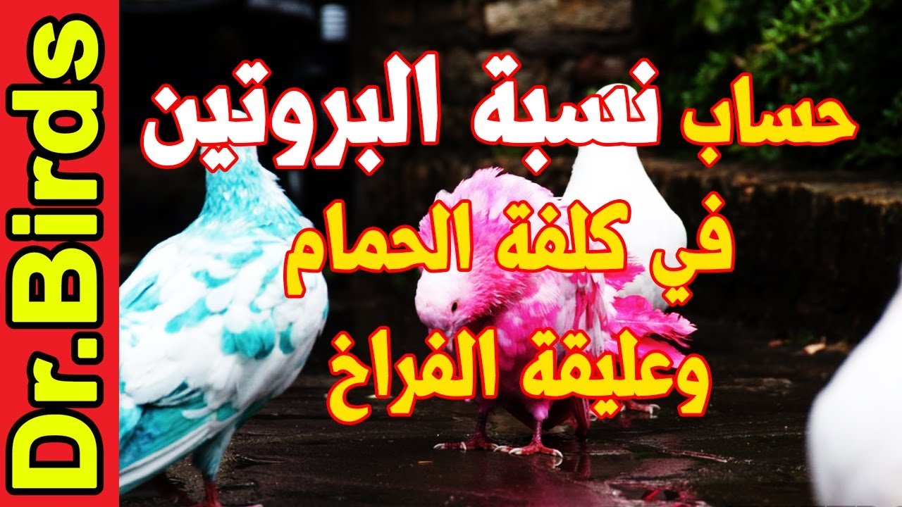 البروتين في كلفة الحمام وعليقة الفراخ