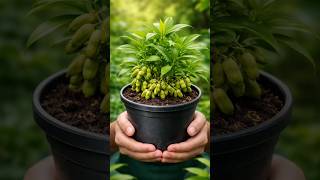 I Grew Cardamom at Home 😱 | Seed to Harvest (Insane Results!) #shorts #viral #trending
