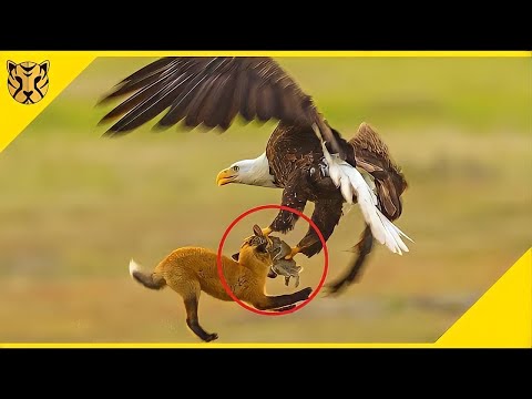 10 Aksi Burung Elang Lapar Berburu Mangsanya