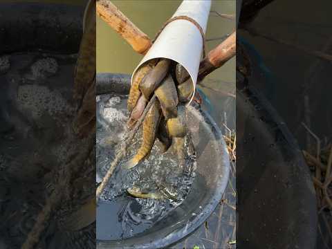 Rural Fishing Technique #shorts